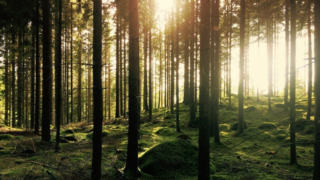 An image of a forest accompanying a blog post about systemic coaching in nature.