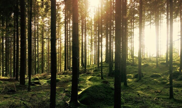 An image of a forest accompanying a blog post about systemic coaching in nature.