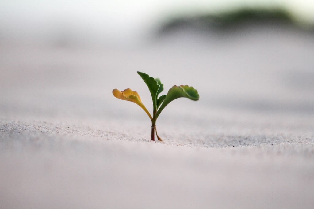 A plant growing - an image accompanying a post containing CPD resources