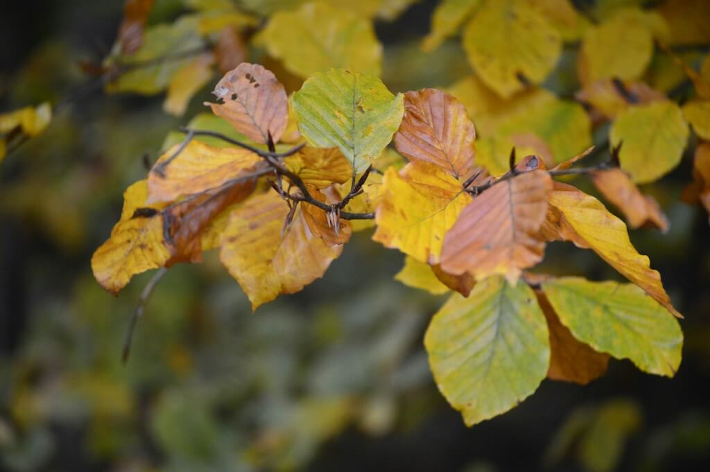 Autumn CPD resources (image of Autumn leaves)