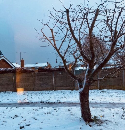 Tree covered in snow