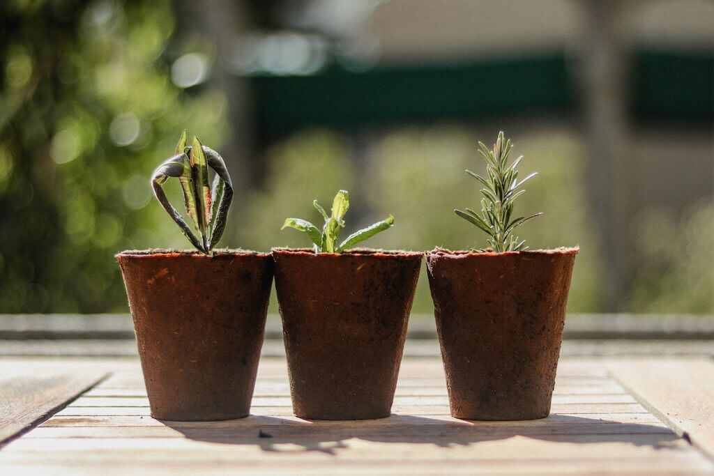 CPD resources — image of plants symbolising growth