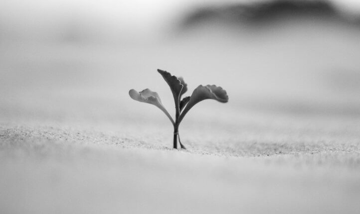 Summer CPD resource (image of a plant growing in sand)