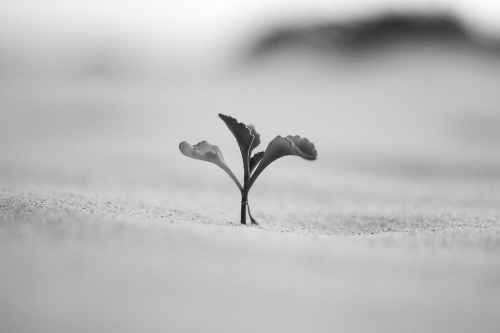 Summer CPD resource (image of a plant growing in sand)