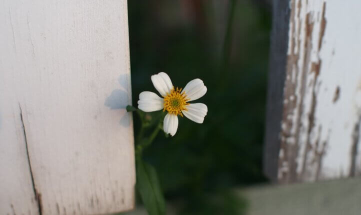 The good is there too (image of a flower poking through a fence)
