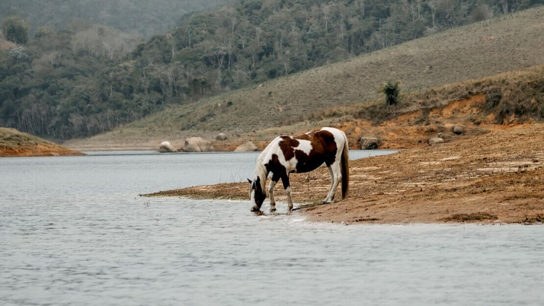 A horse drinking water — image symbolising the topic of this blog post, which is about transformational coaching requiring effort not just from the coach but the coachee too.