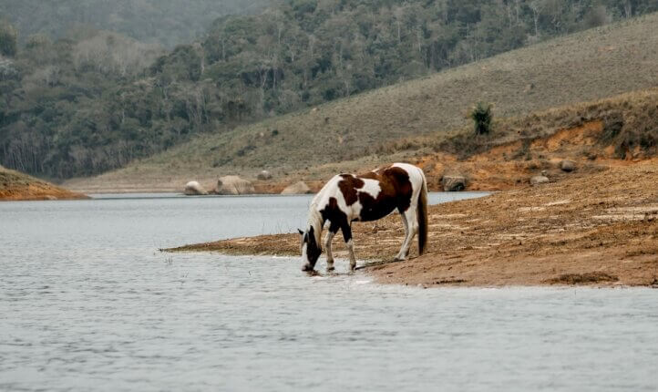 A horse drinking water — image symbolising the topic of this blog post, which is about transformational coaching requiring effort not just from the coach but the coachee too.